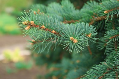 Photo of Beautiful branch of coniferous tree, closeup view