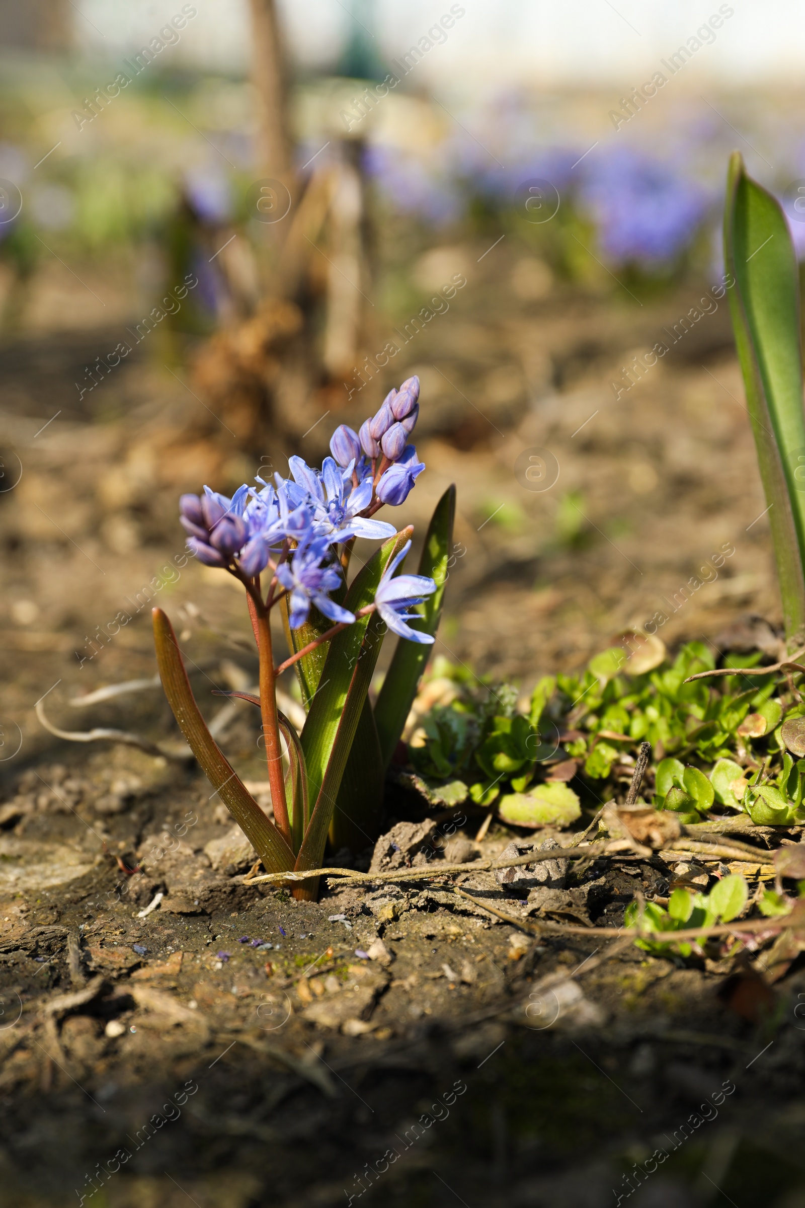 Photo of Beautiful Siberian squill flowers growing in garden