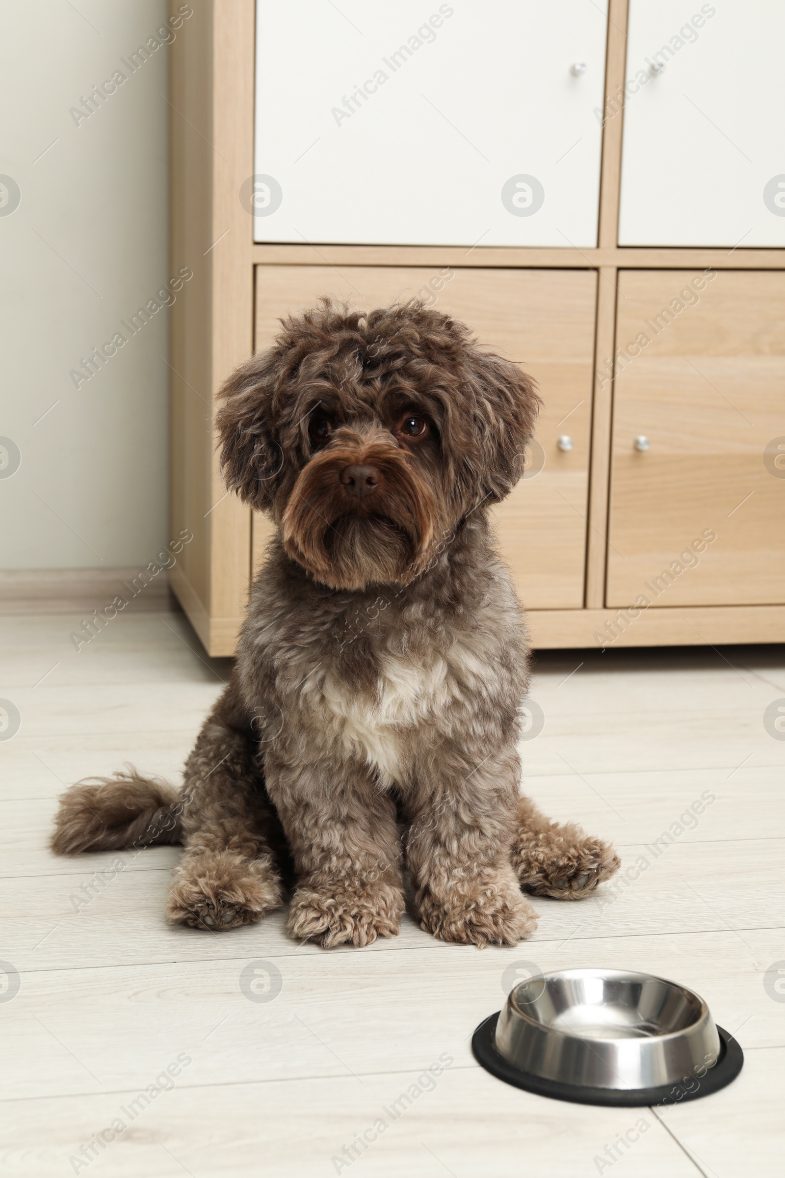 Photo of Cute Maltipoo dog and his bowl at home. Lovely pet