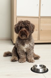 Cute Maltipoo dog and his bowl at home. Lovely pet