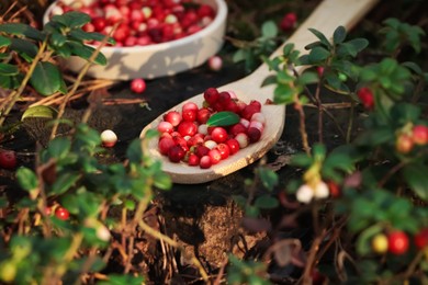 Photo of Delicious ripe red lingonberries in wooden spoon outdoors