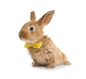 Adorable furry Easter bunny with cute bow tie on white background