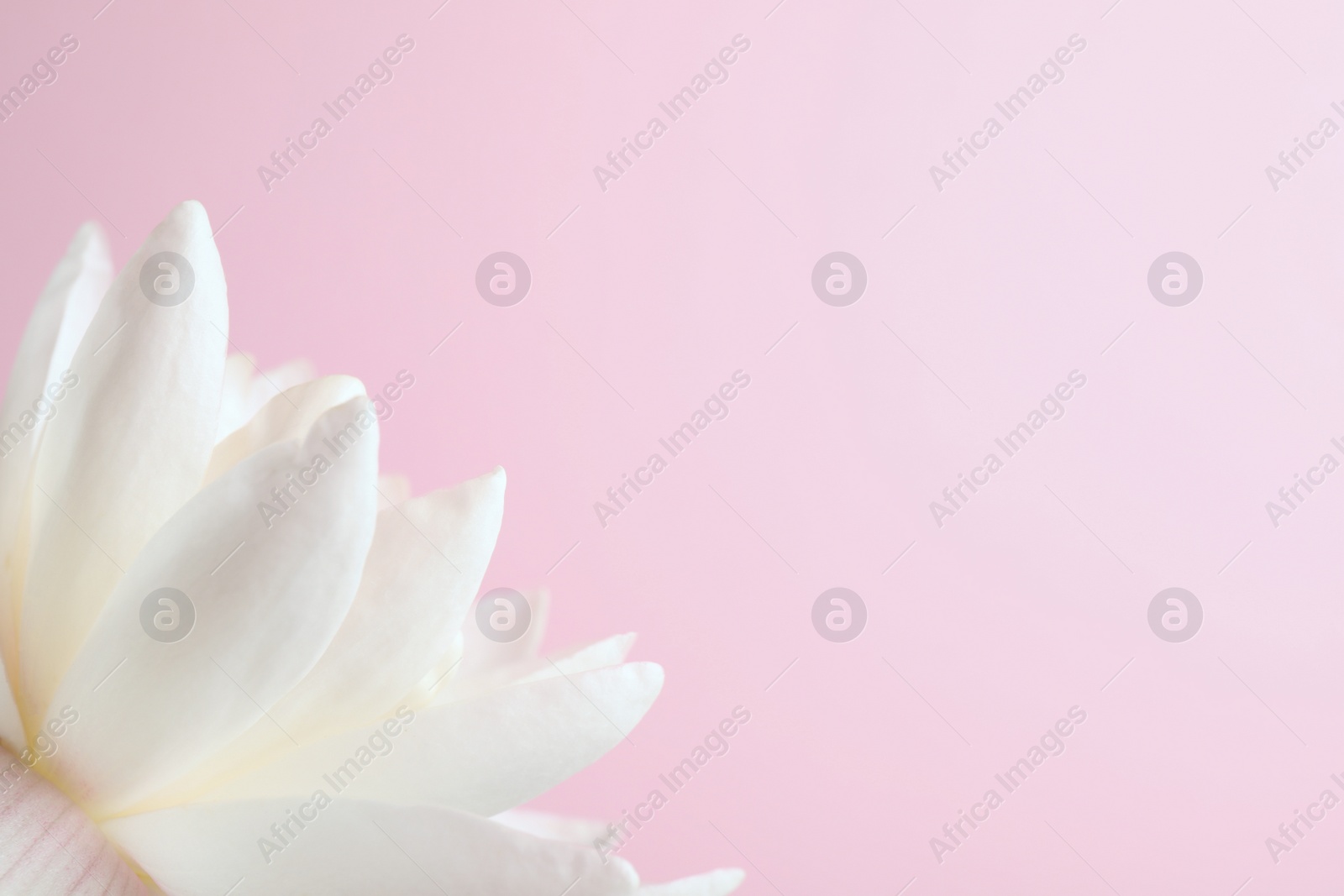 Photo of Beautiful white lotus flower on light pink background, closeup. Space for text