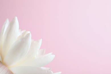 Beautiful white lotus flower on light pink background, closeup. Space for text