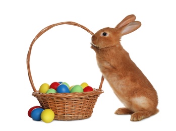 Photo of Adorable furry Easter bunny near wicker basket with dyed eggs on white background
