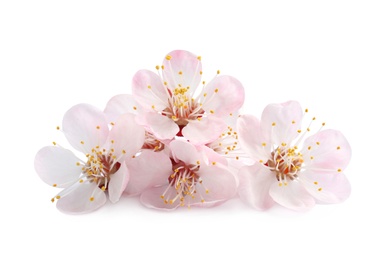 Photo of Beautiful apricot tree blossom on white background. Springtime