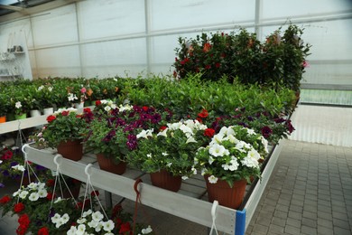Photo of Many different beautiful potted plants in garden center