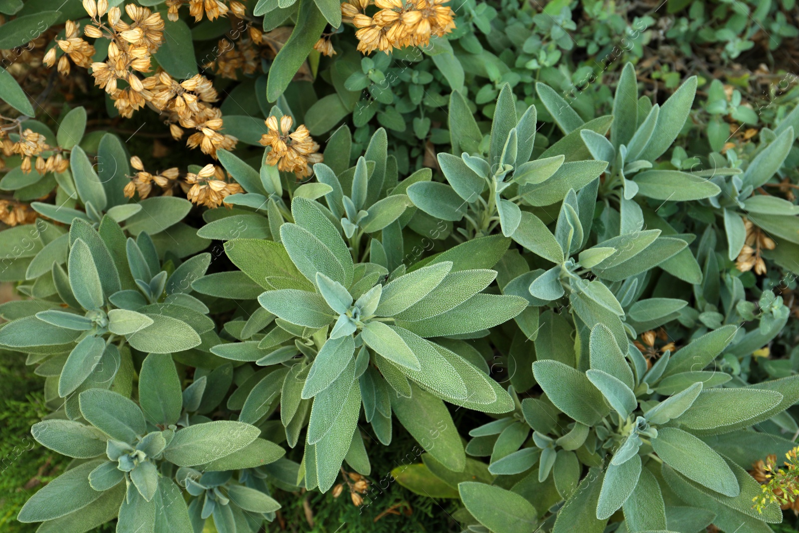 Photo of Beautiful sage with green leaves growing outdoors, closeup