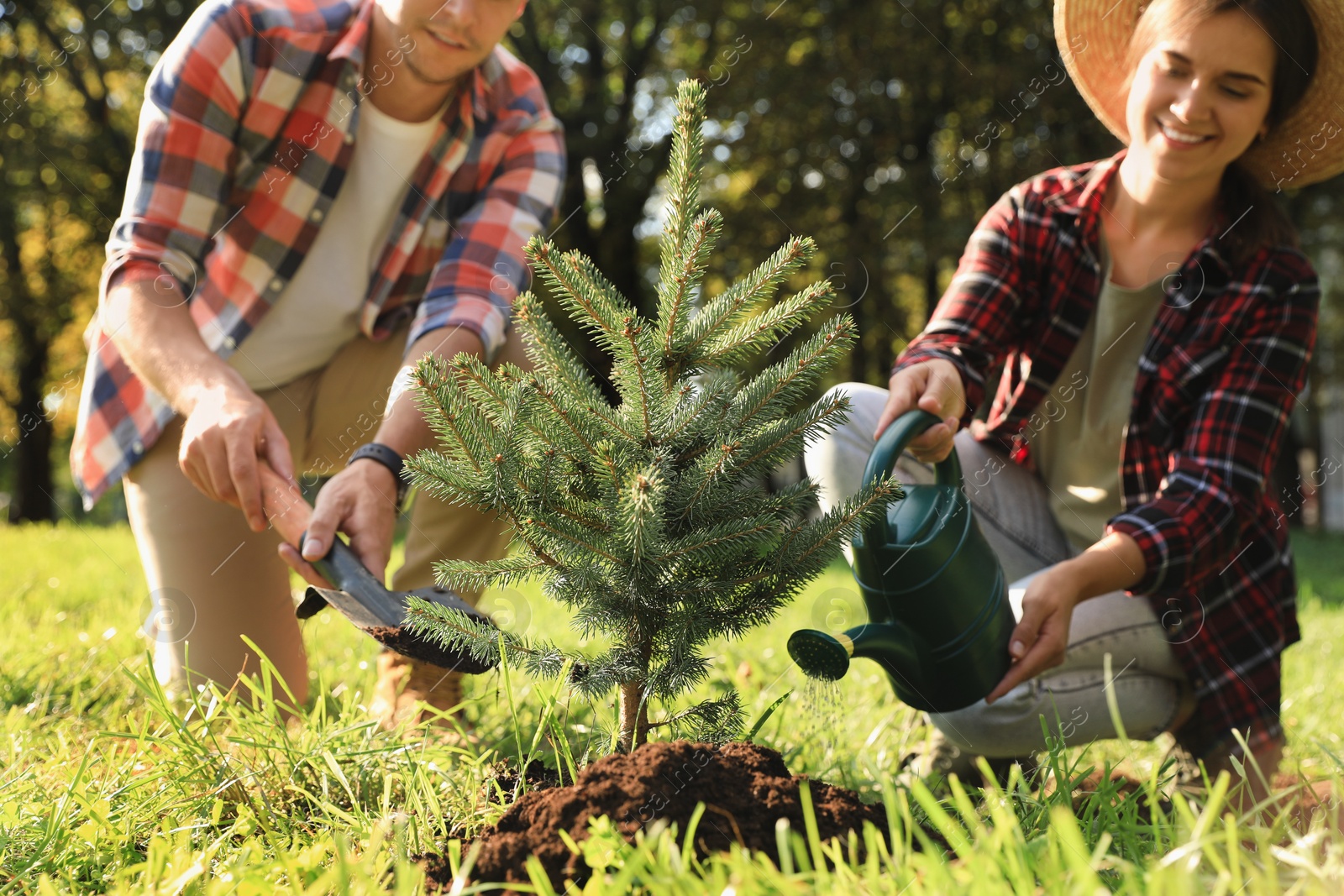 Photo of Couple planting conifer tree in park on sunny day, closeup