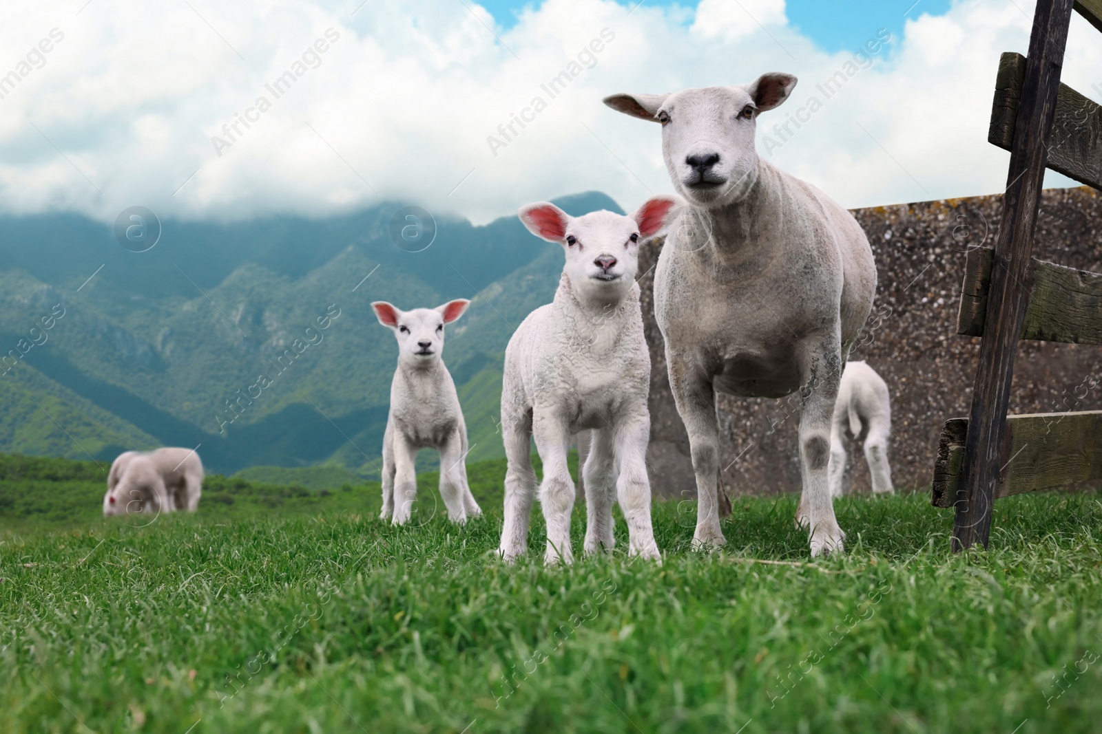 Image of Cute funny sheep on green grass in mountains