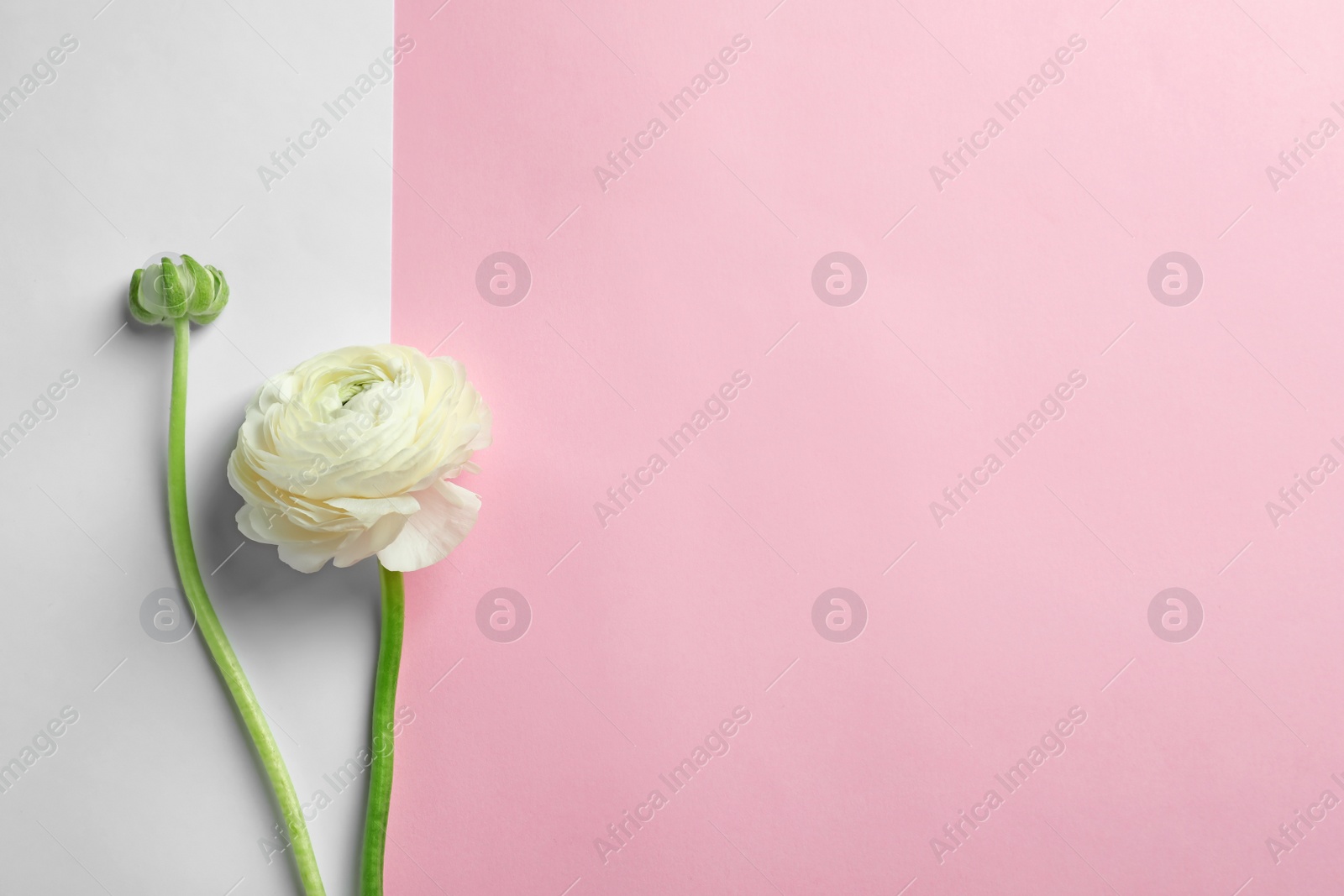 Photo of Beautiful ranunculus flower on color background