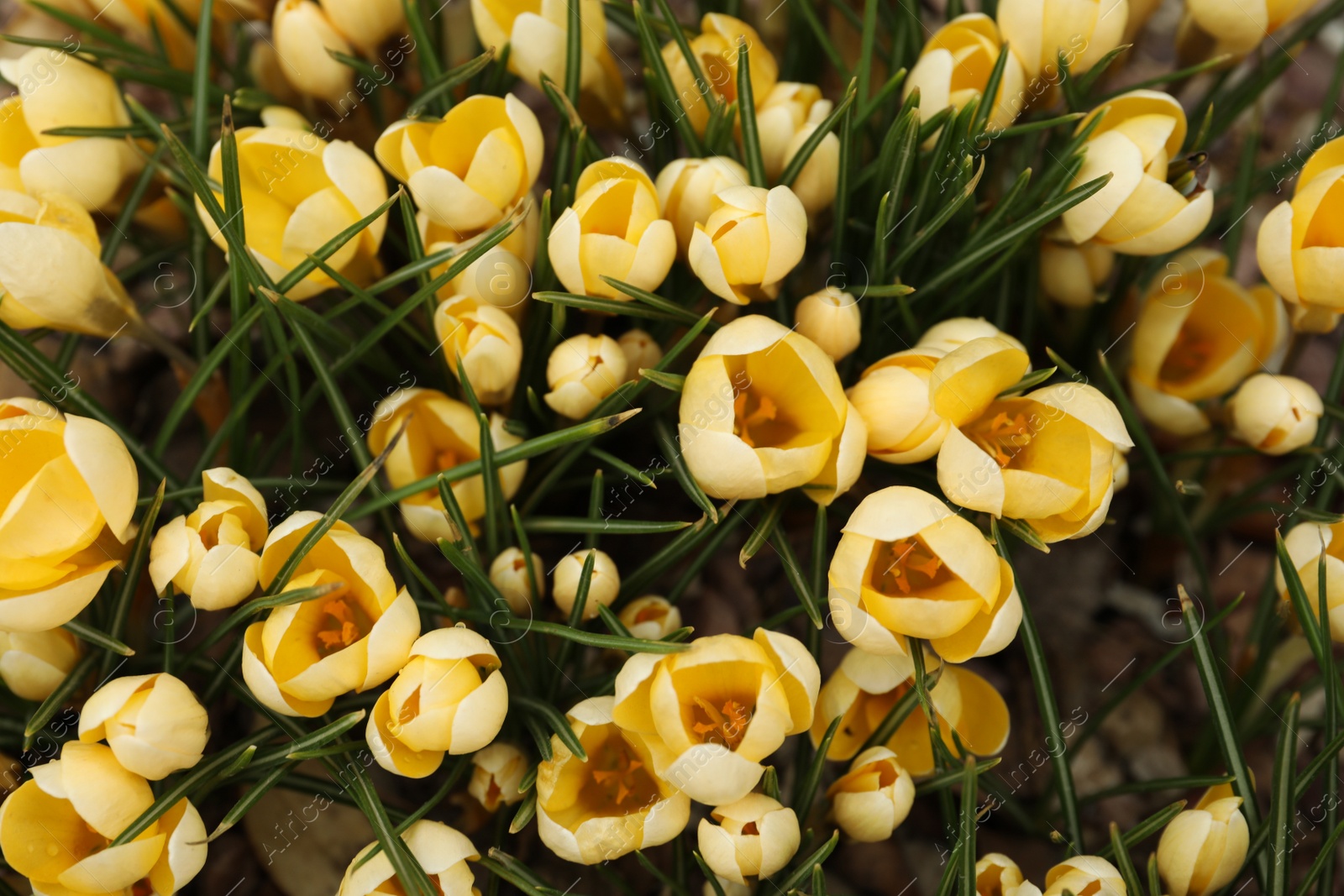 Photo of Beautiful yellow crocus flowers growing in garden, top view