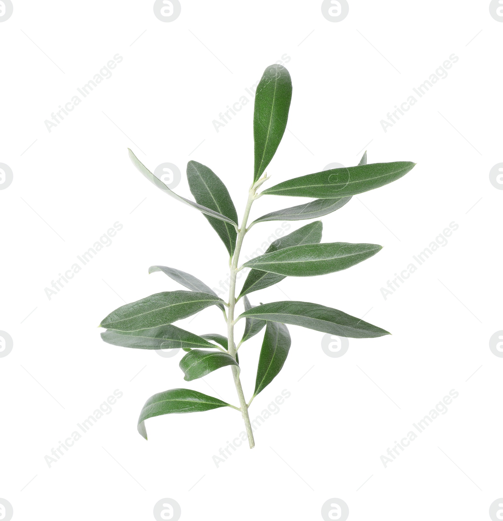 Photo of Twig with fresh green olive leaves on white background