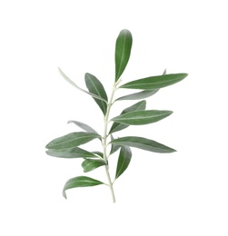 Twig with fresh green olive leaves on white background