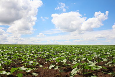 Photo of Agricultural field with young sunflower plants on sunny day