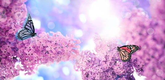Beautiful blossoming lilac shrubs and amazing butterflies outdoors. Banner design