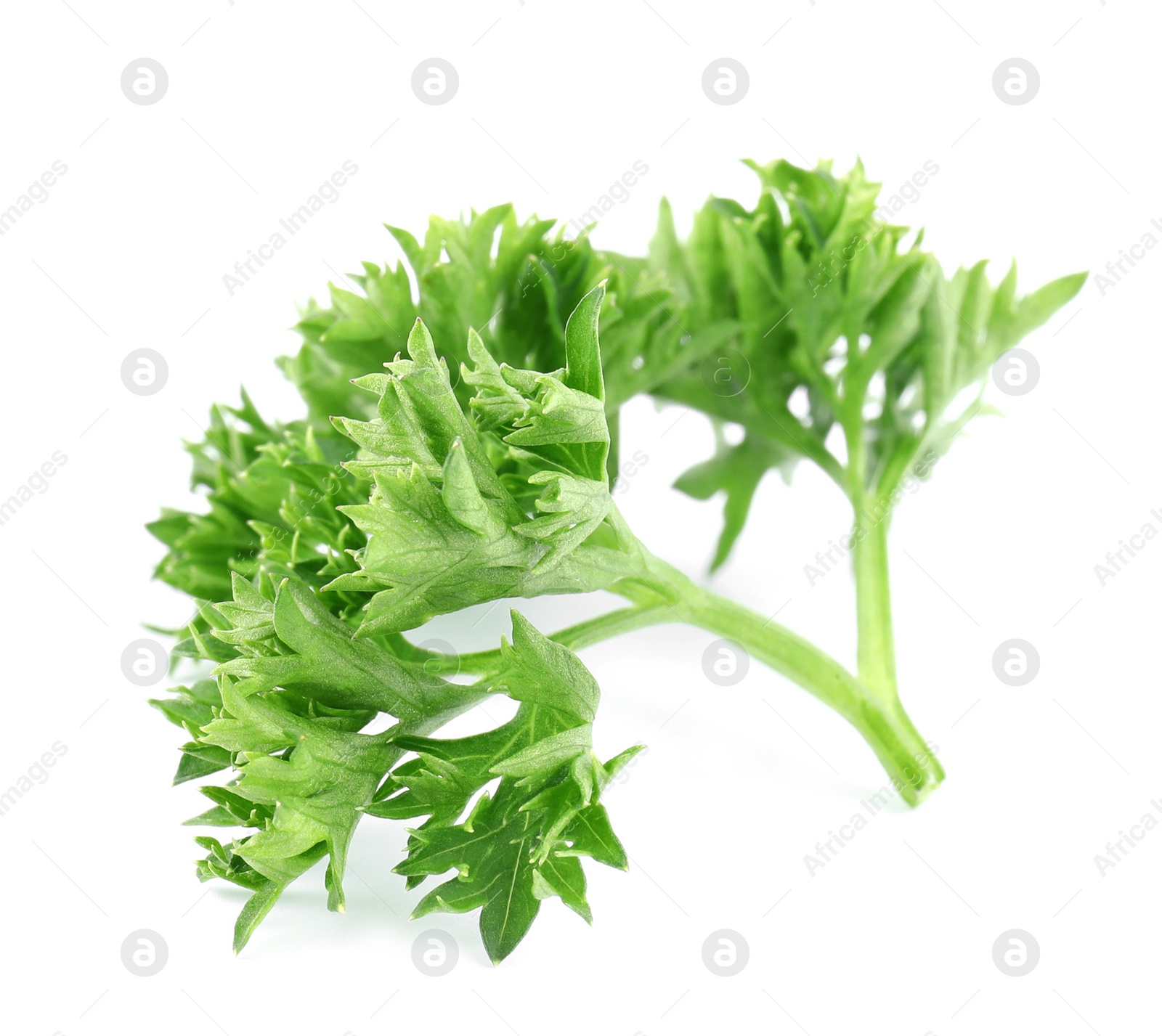 Photo of Fresh green organic parsley on white background