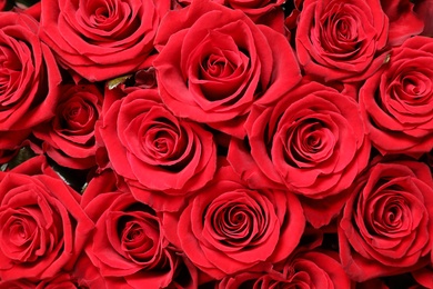 Photo of Luxury bouquet of fresh red roses as background, closeup