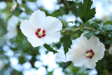 Photo of Beautiful hibiscus flowers growing outdoors, closeup view