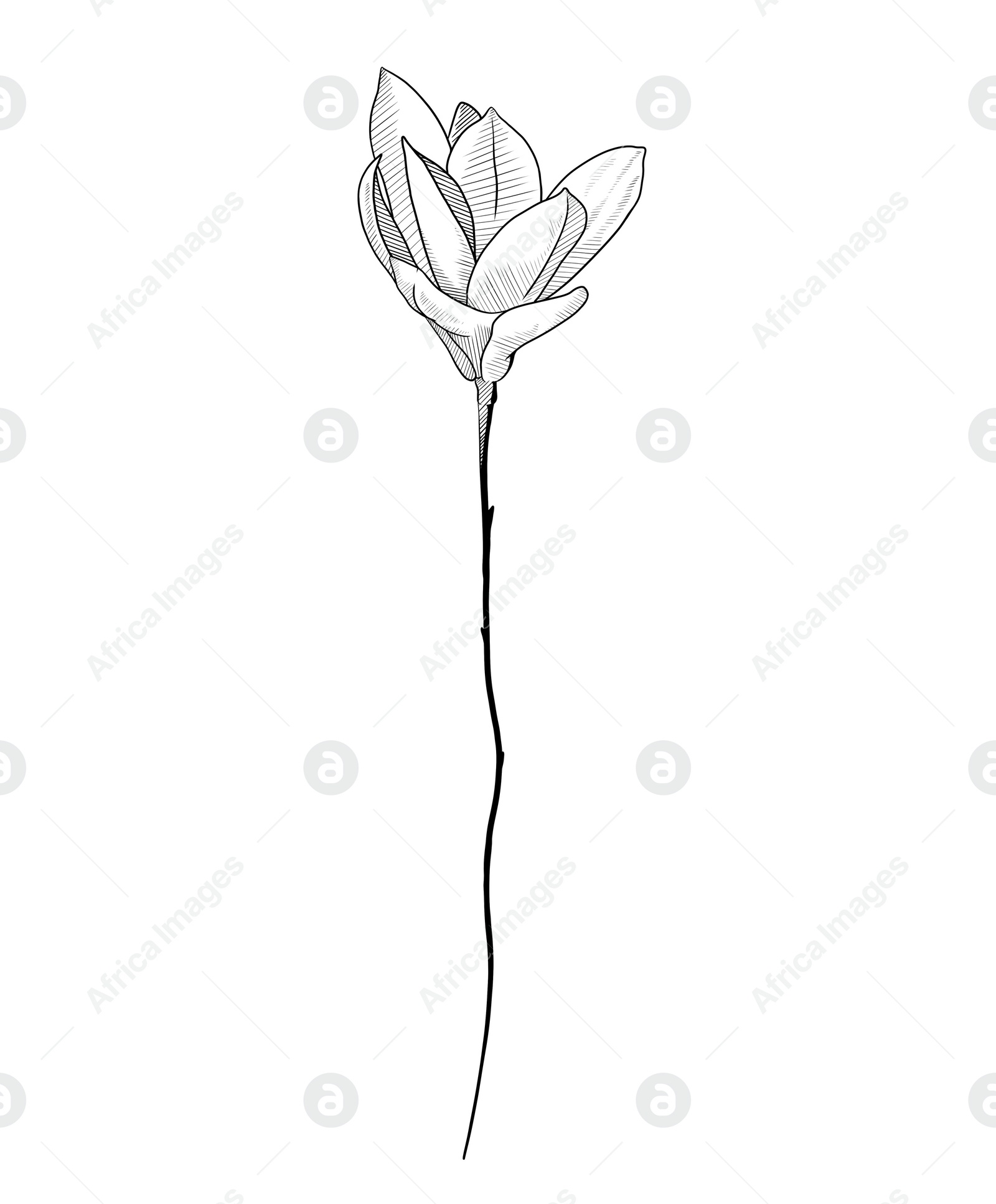 Illustration of Blooming magnolia flower on white background. Black and white illustration