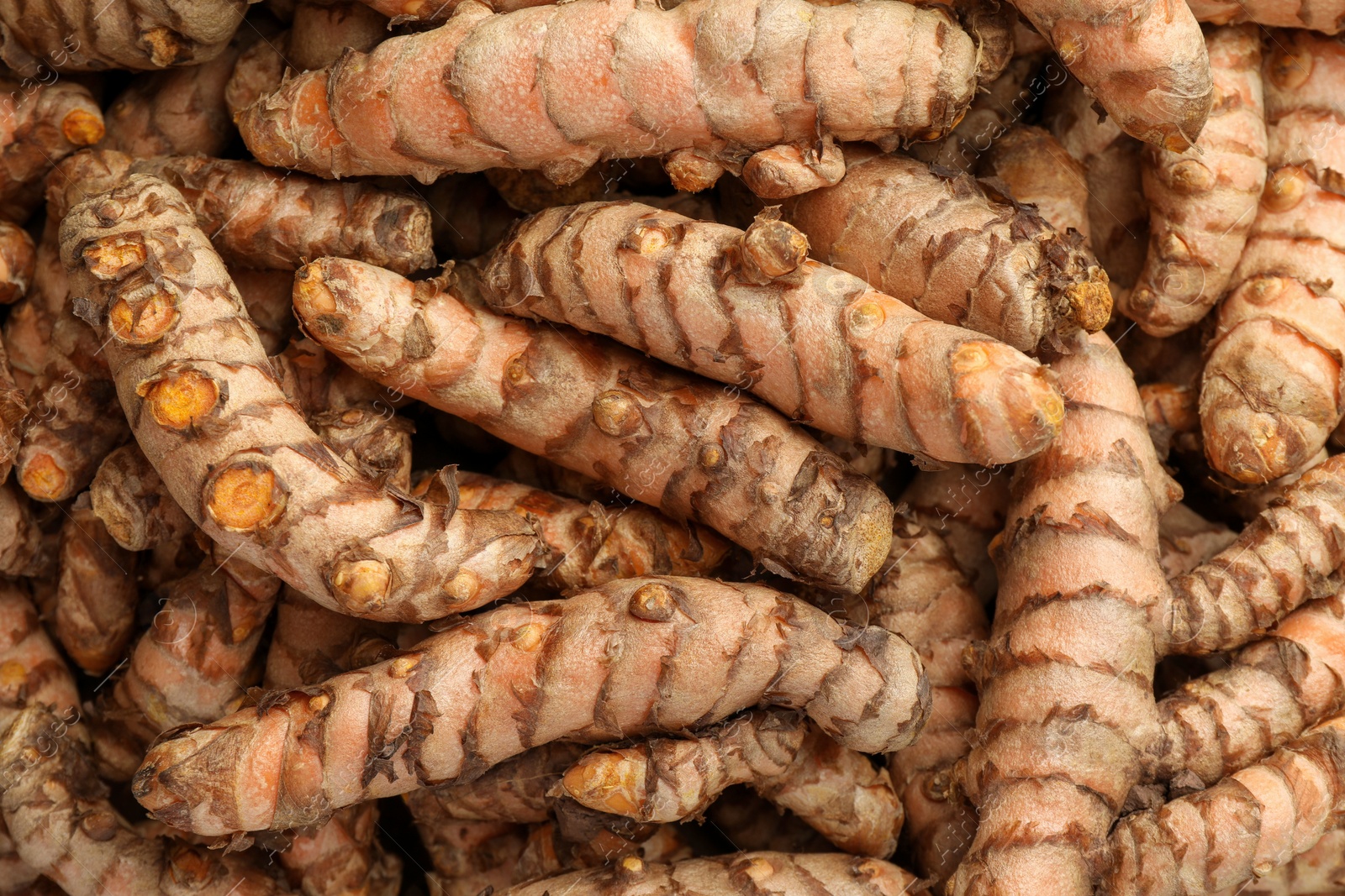 Photo of Many raw turmeric rhizomes as background, top view