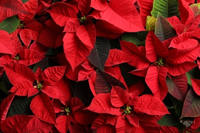 Photo of Red Poinsettia as background, closeup. Christmas traditional flower