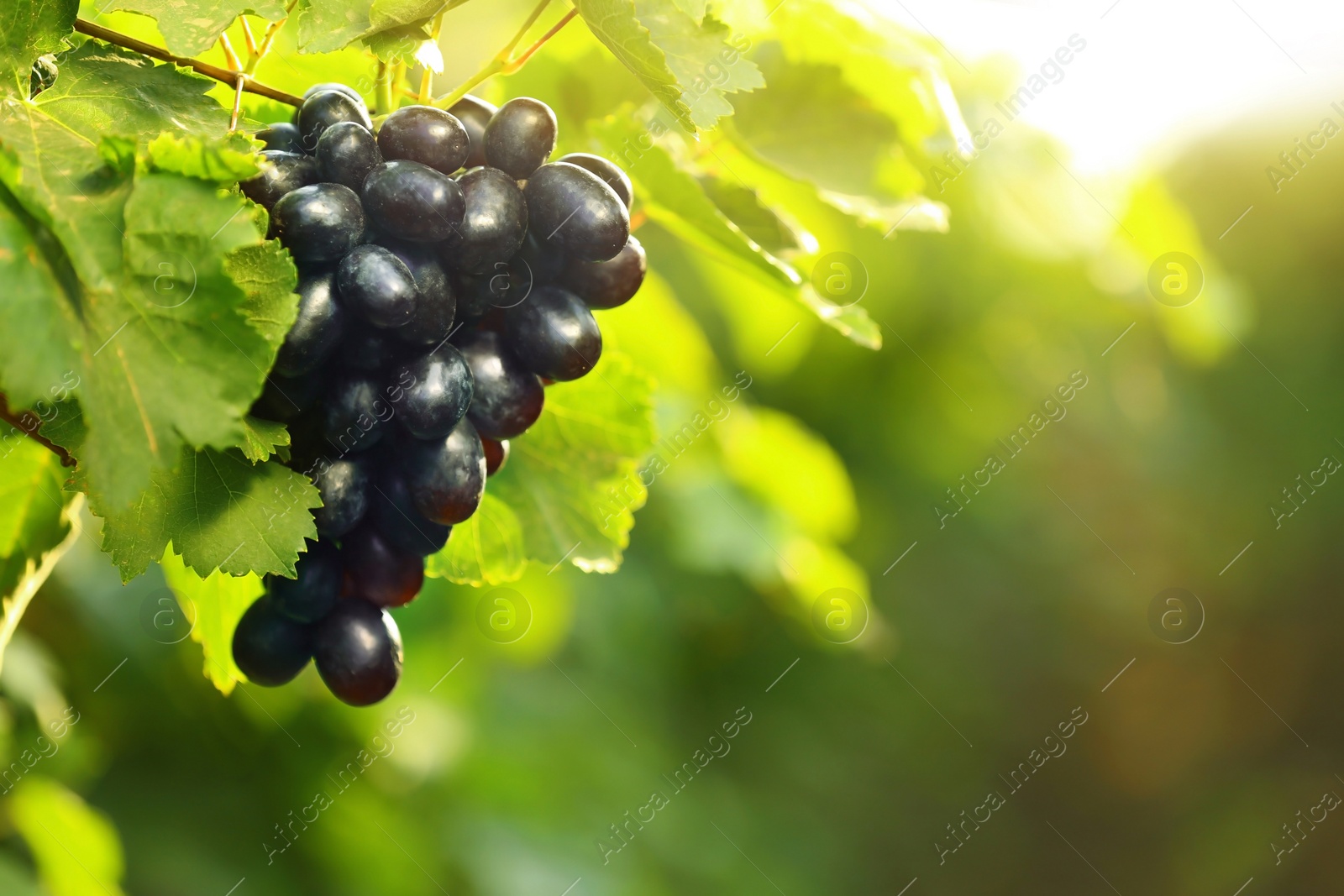 Photo of Bunch of fresh ripe juicy grapes against blurred background