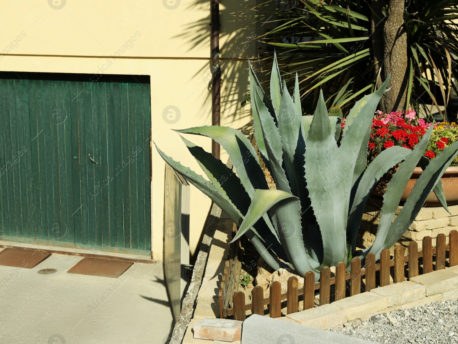 Photo of Aloe growing in yard on sunny day. Tropical plant