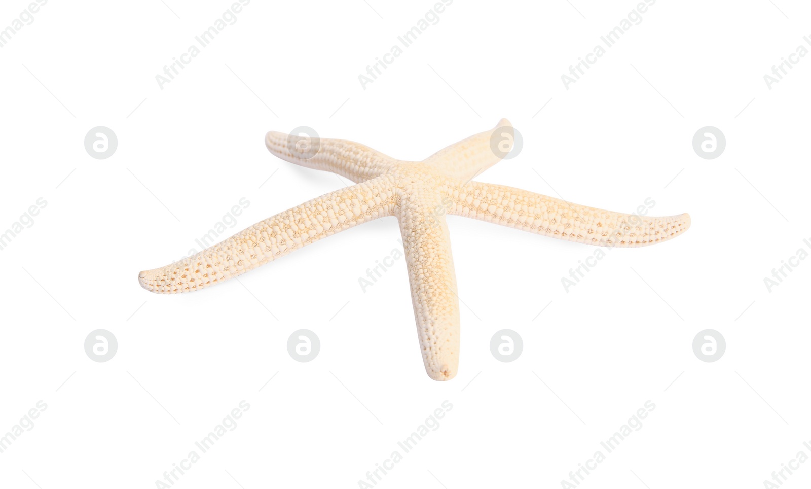 Photo of Beautiful sea star (starfish) isolated on white