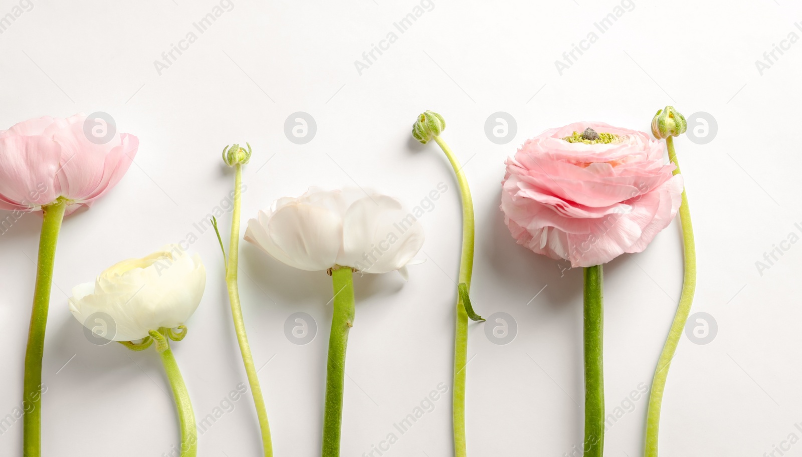 Photo of Beautiful ranunculus flowers on white background