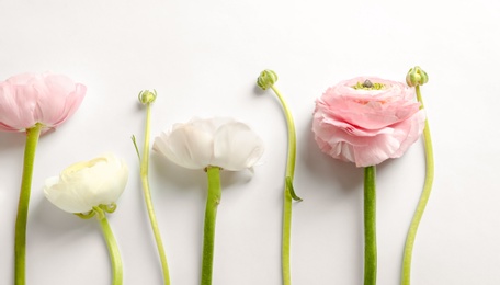 Photo of Beautiful ranunculus flowers on white background