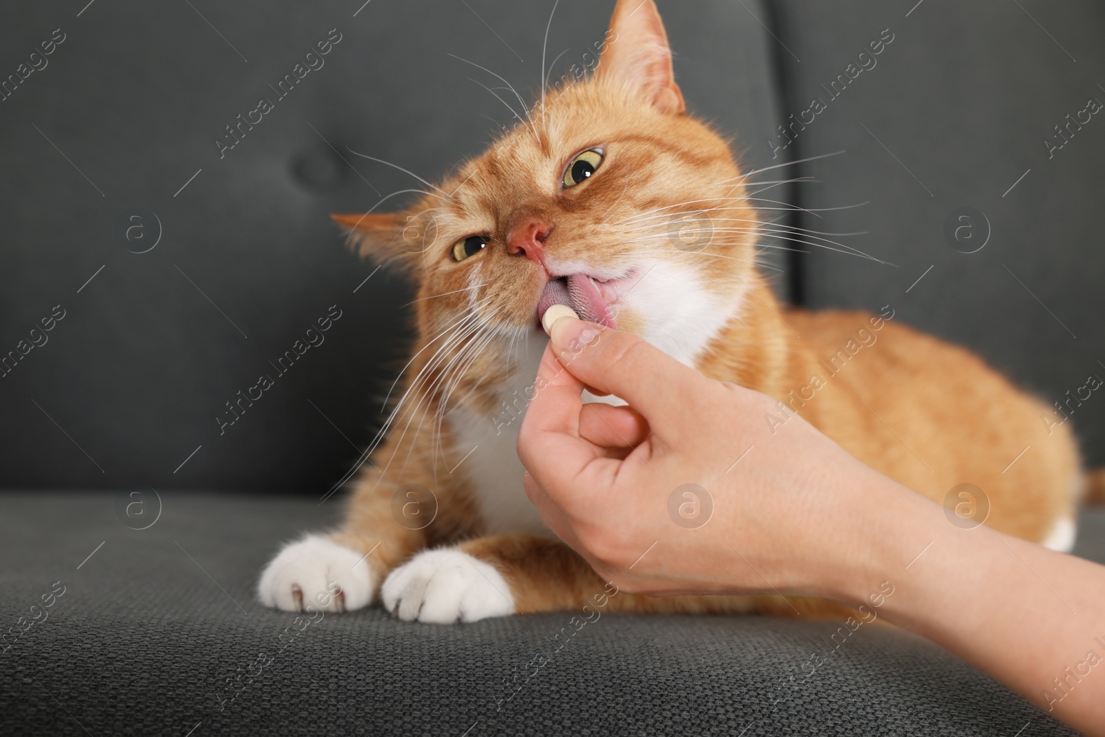 Photo of Woman giving vitamin pill to cute ginger cat on couch indoors, closeup