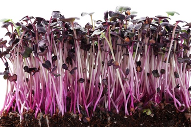 Photo of Fresh organic microgreen on white background, closeup