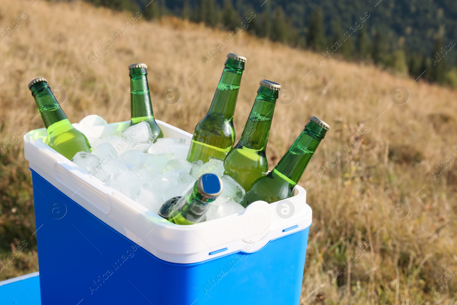 Photo of Cool box with bottles of beer in nature