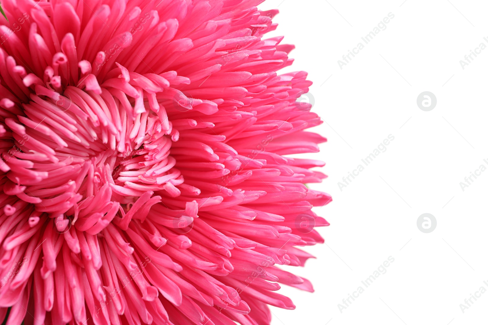 Photo of Beautiful aster flower on white background, closeup