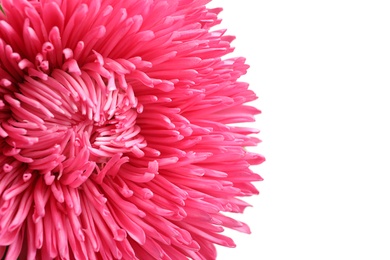 Beautiful aster flower on white background, closeup