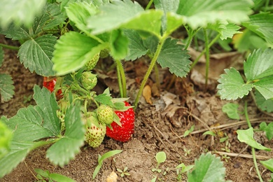 Strawberry plant with ripening berries growing in field