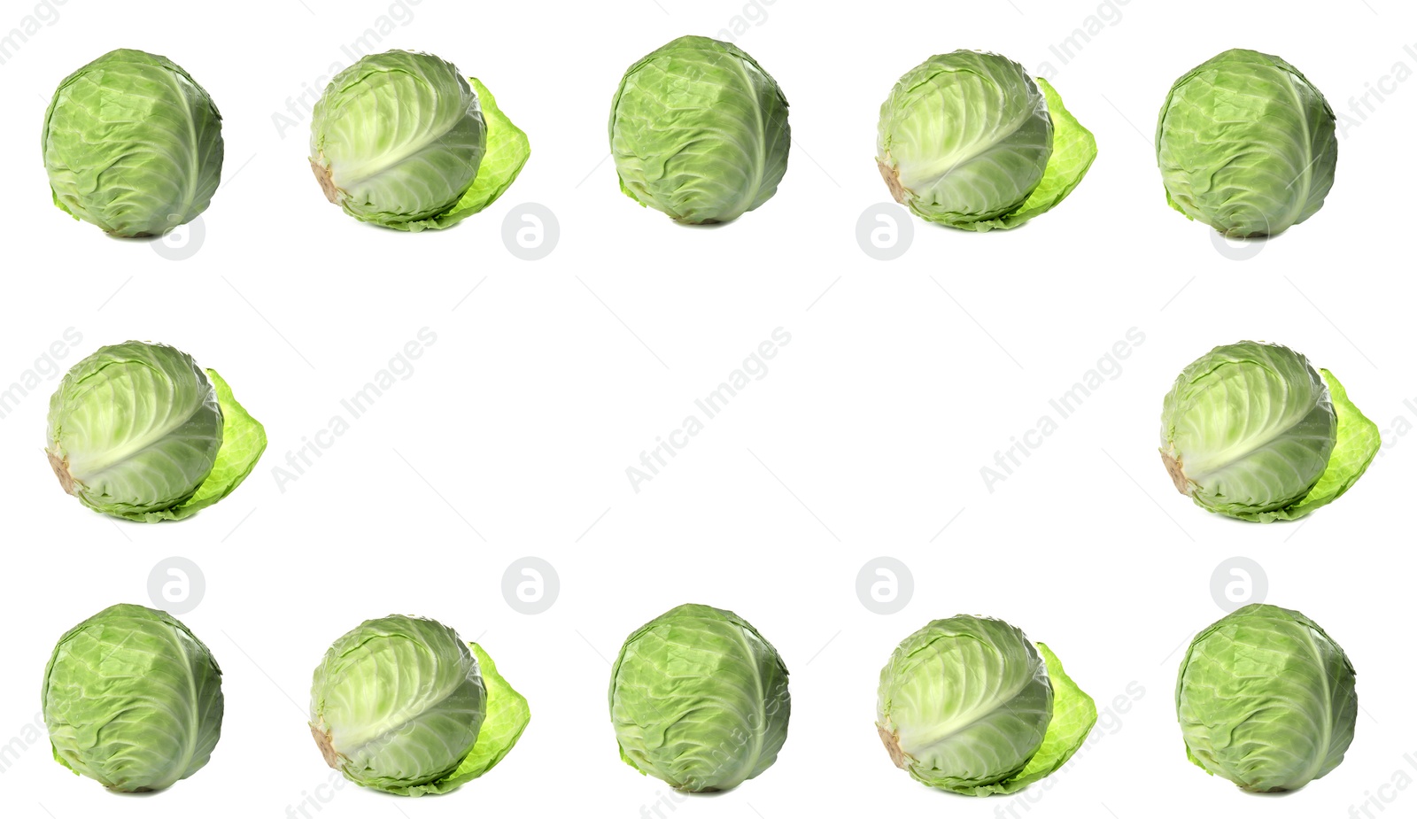 Image of Frame of fresh ripe cabbages on white background. Banner design