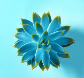 Image of Beautiful succulent plant on light blue background, top view