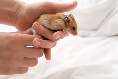 Photo of Woman holding cute little hamster against light background, closeup. Space for text