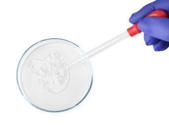 Scientist dripping liquid from pipette into petri dish on white background, top view