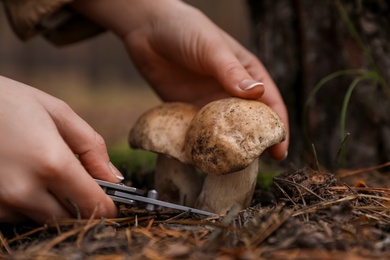Woman picking mushrooms in autumn forest, closeup