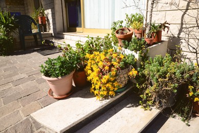 Many beautiful potted plants on stairs outdoors