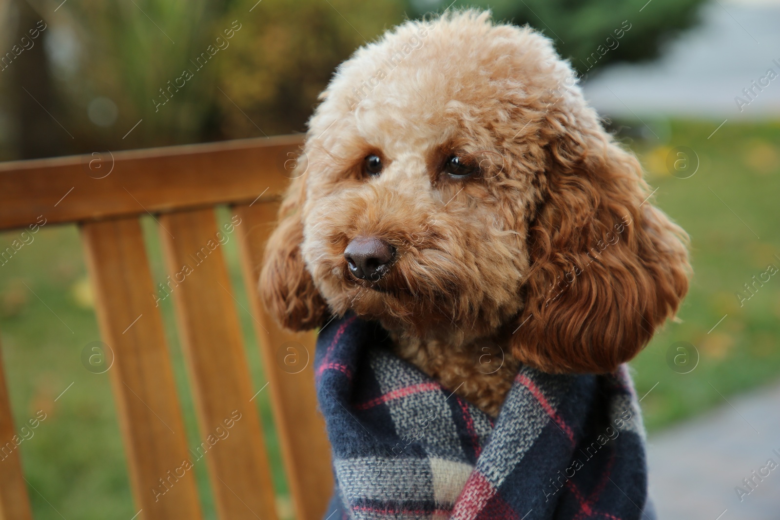 Photo of Cute fluffy dog wrapped in blanket outdoors, closeup. Space for text