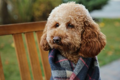 Photo of Cute fluffy dog wrapped in blanket outdoors, closeup. Space for text