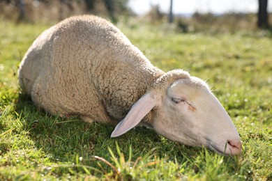 Photo of Cute sheep sleeping outdoors on sunny day. Farm animal