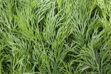 Photo of Sprigs of fresh dill as background, top view