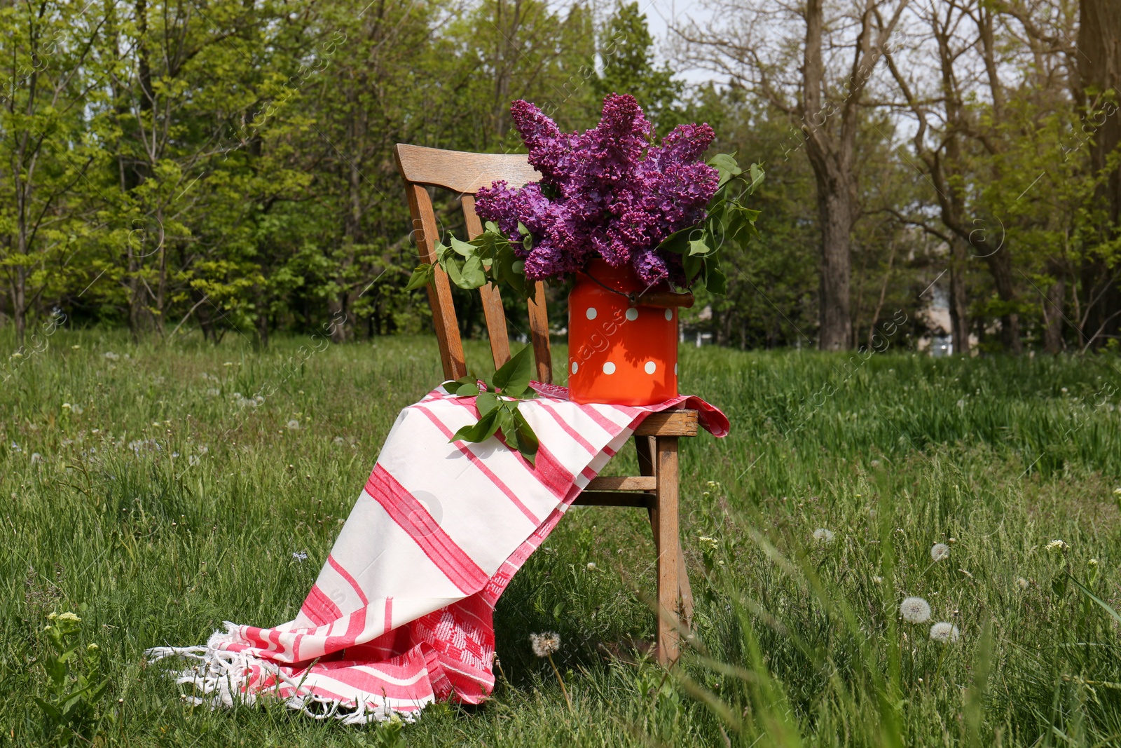 Photo of Beautiful lilac flowers in milk can outdoors