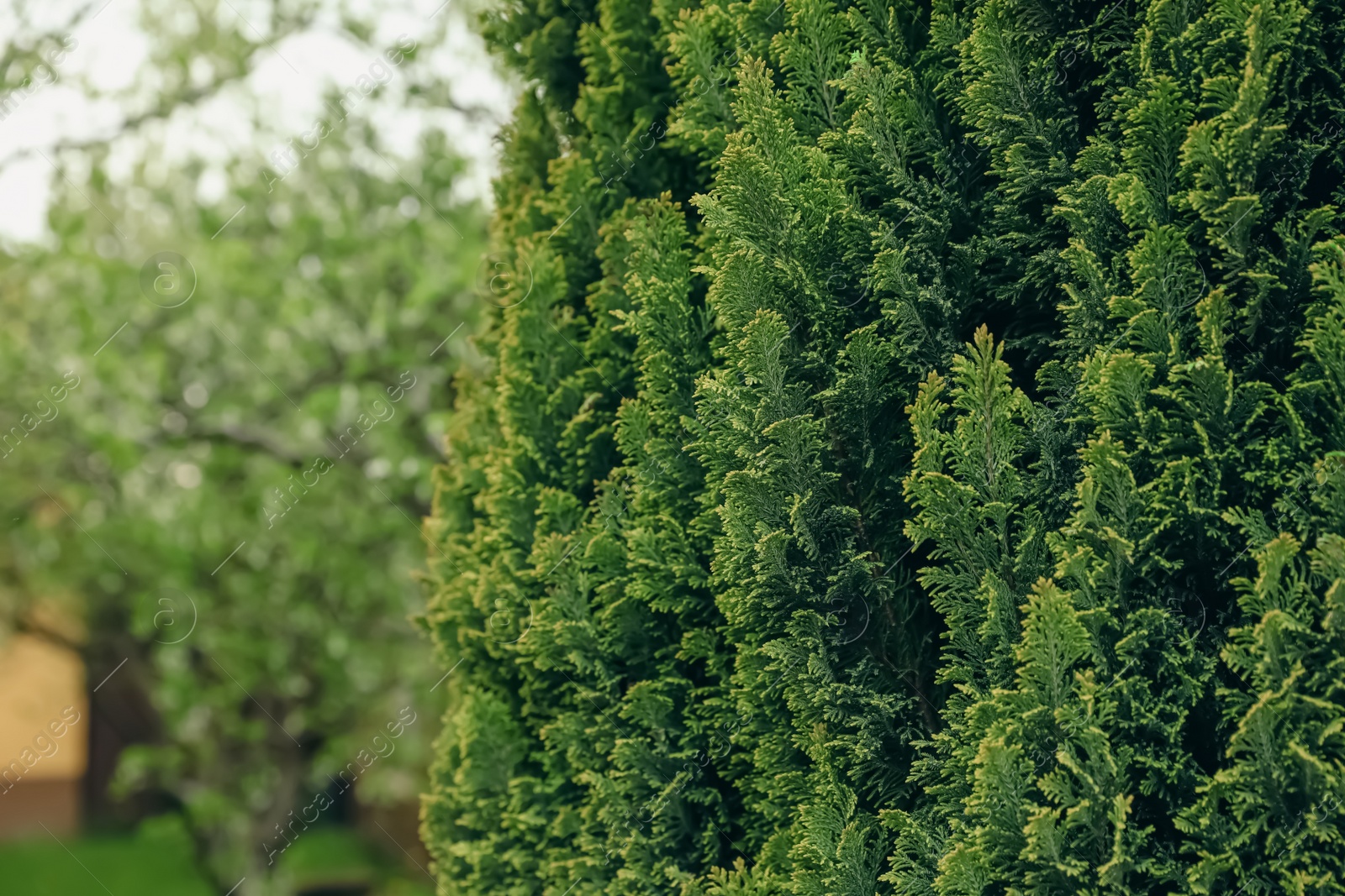 Photo of Closeup view of beautiful thuja tree outdoors