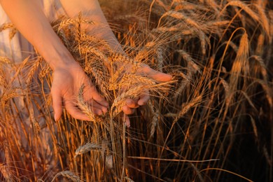 Photo of Woman in ripe wheat spikelets field, closeup